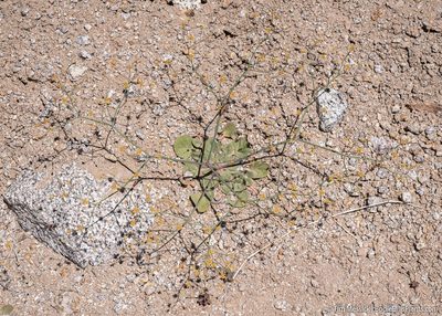 Eriogonum pusillum, photographed by Tim Messick