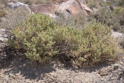 Atriplex confertifolia, photographed by Tim Messick