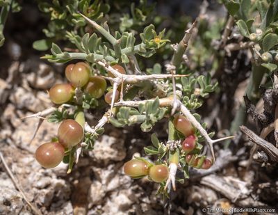 Menodora spinescens, photographed by Tim Messick