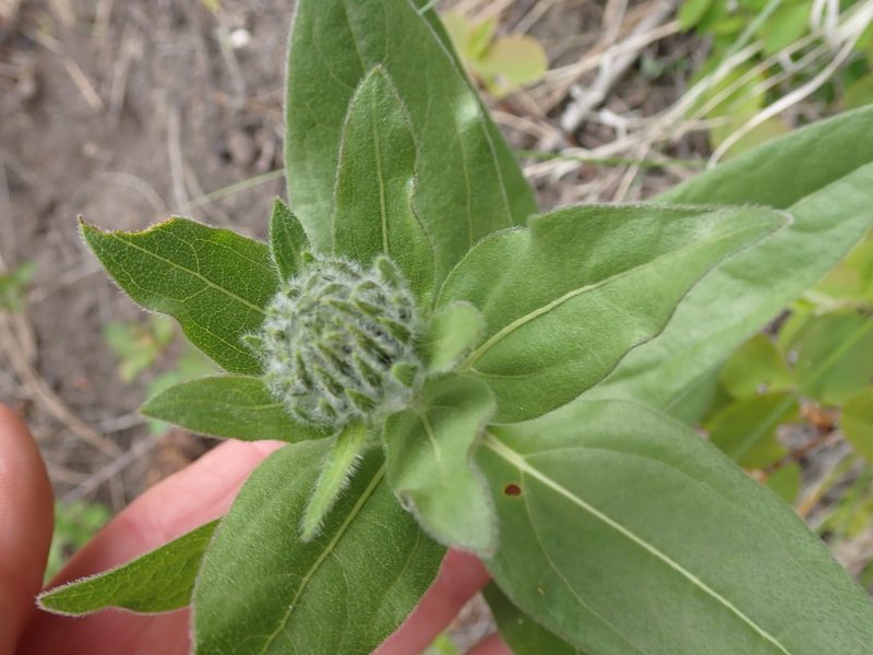 Helianthella uniflora, photographed by Shane Johnson