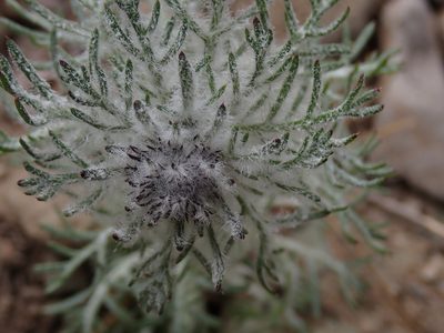 Ipomopsis aggregata, photographed by Shane Johnson