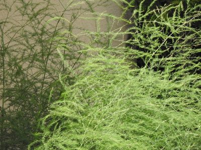 Asparagus officinalis, photographed by Yann Kemper