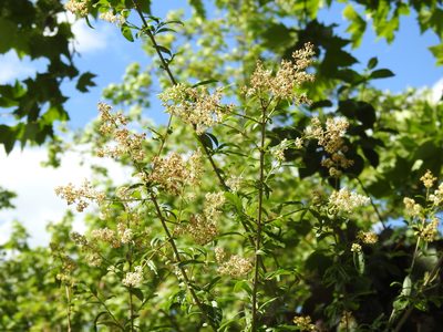 Ligustrum vulgare, photographed by Yann Kemper