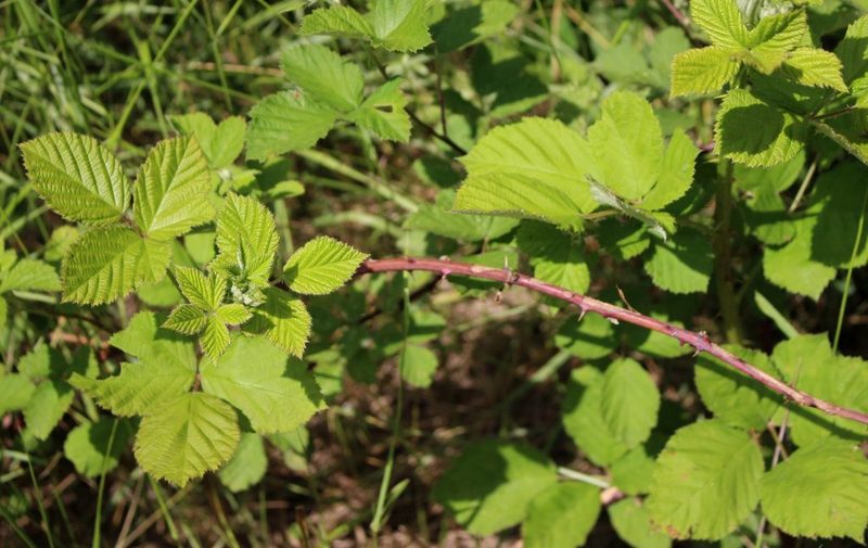 Rubus creticus, photographed by Юрий Данилевский (Yuriy Danilevsky)