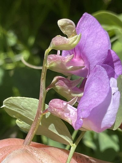 Lathyrus pauciflorus, photographed by crothfels