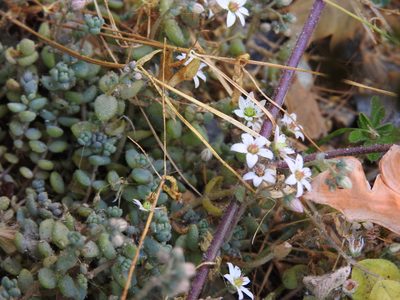Sedum dasyphyllum, photographed by Yann Kemper
