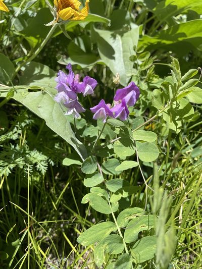 Lathyrus pauciflorus, photographed by crothfels