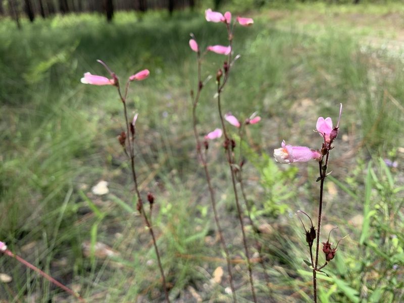 Penstemon australis, photographed by Tia Tyler