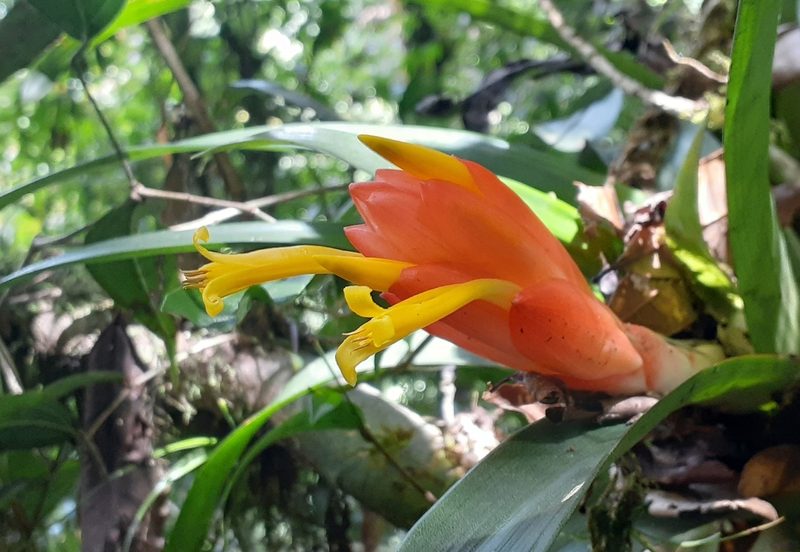 Guzmania nicaraguensis, photographed by Sobeida Morales