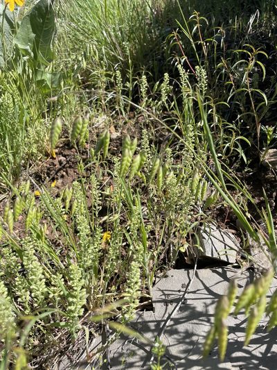 Bromus briziformis, photographed by crothfels