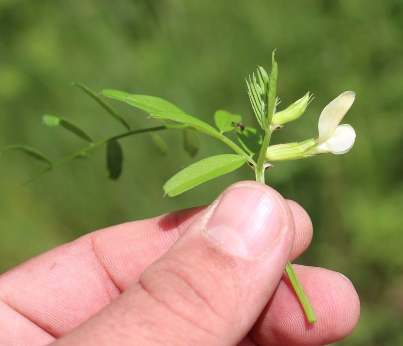 Vicia grandiflora, photographed by Юрий Данилевский (Yuriy Danilevsky)