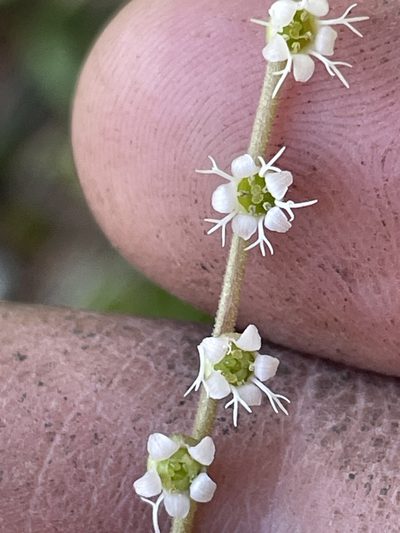 Ozomelis stauropetala, photographed by crothfels