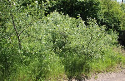 Populus alba, photographed by Юрий Данилевский (Yuriy Danilevsky)