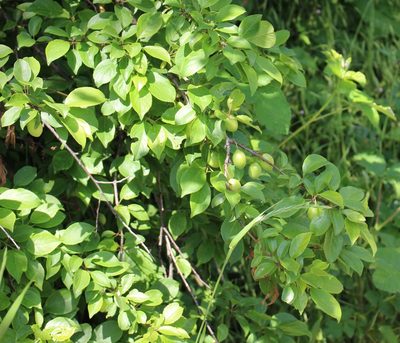 Prunus cerasifera, photographed by Юрий Данилевский (Yuriy Danilevsky)