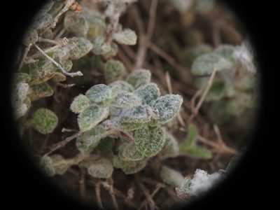 Origanum dictamnus, photographed by Yves Bas