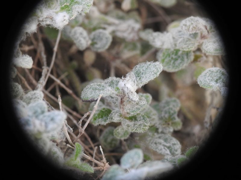 Origanum dictamnus, photographed by Yves Bas