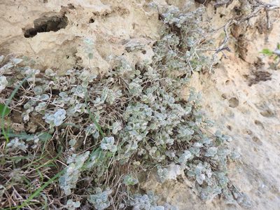 Origanum dictamnus, photographed by Yves Bas