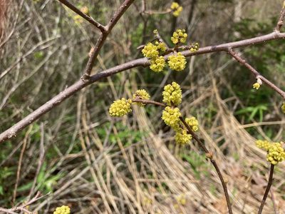 Rhus aromatica, photographed by Susan Berry