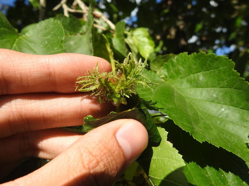 Corylus colurna, photographed by Yann Kemper