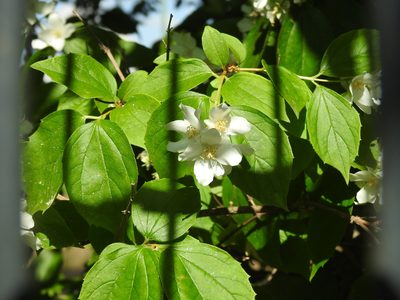 Philadelphus coronarius, photographed by Yann Kemper