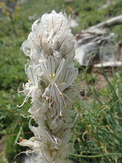 Asphodeline taurica, photographed by John Kenrick Gibson