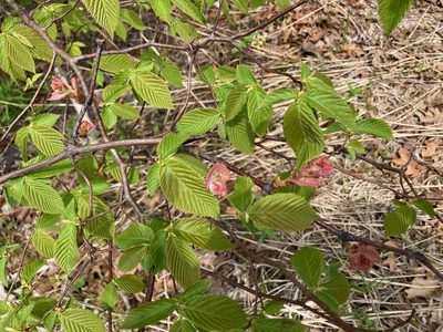 Ostrya virginiana, photographed by Susan Berry