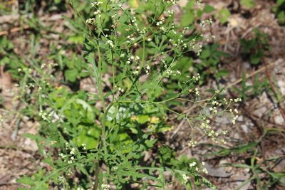 Parthenium hysterophorus, photographed by Ricard Busquets Reverte