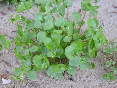 Claytonia perfoliata, photographed by Yann Kemper