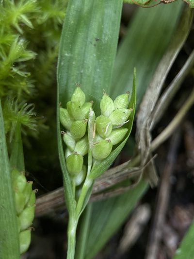 Carex abscondita, photographed by Zihao Wang