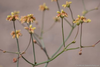 Eriogonum pusillum