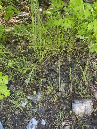 Carex vallicola, photographed by crothfels