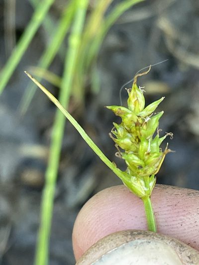 Carex vallicola, photographed by crothfels