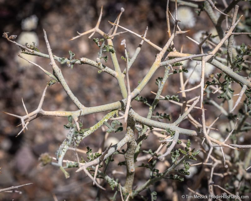 Psorothamnus polydenius, photographed by Tim Messick