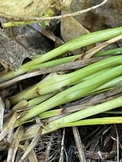 Carex vallicola, photographed by crothfels