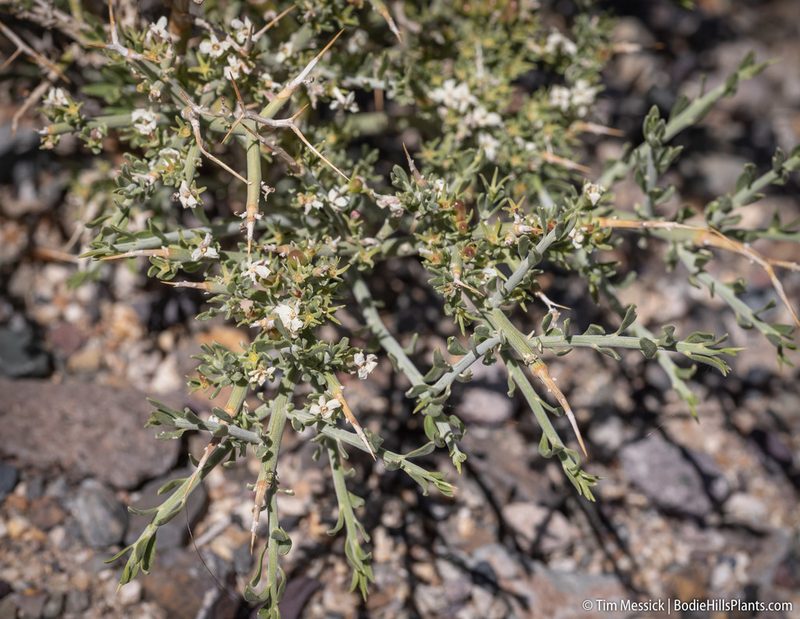 Menodora spinescens, photographed by Tim Messick