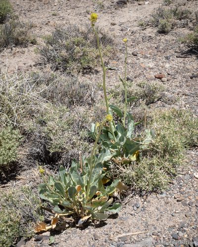 Stanleya elata, photographed by Tim Messick