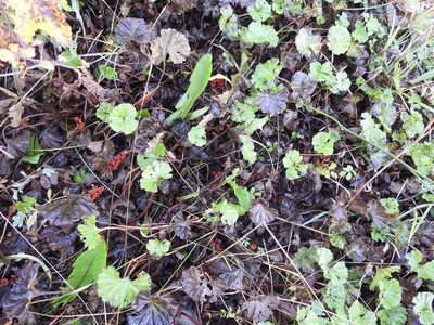 Gunnera magellanica