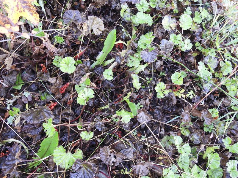 Gunnera magellanica, photographed by María Regina Silva