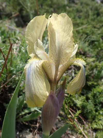 Iris junonia, photographed by John Kenrick Gibson