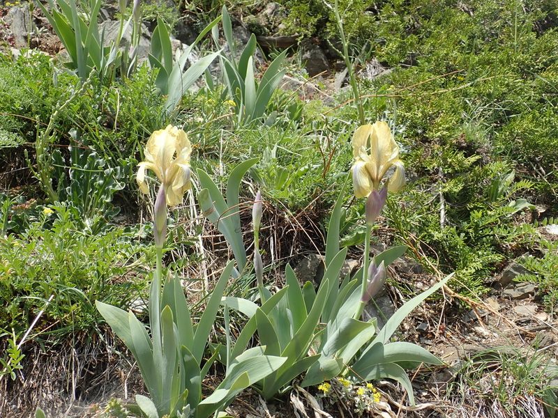 Iris junonia, photographed by John Kenrick Gibson