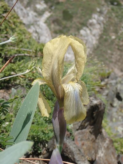 Iris junonia, photographed by John Kenrick Gibson