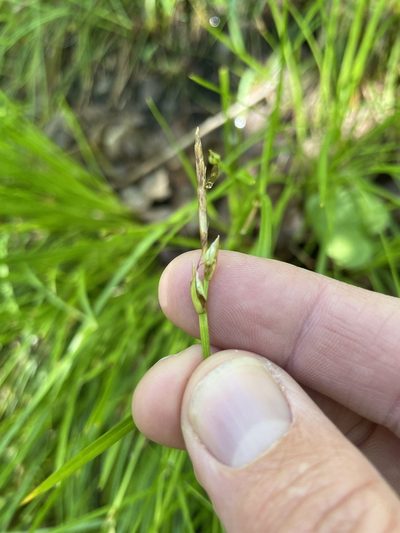 Carex geyeri, photographed by crothfels
