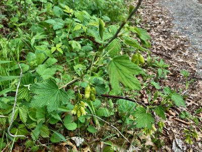Ribes americanum, photographed by Susan Berry