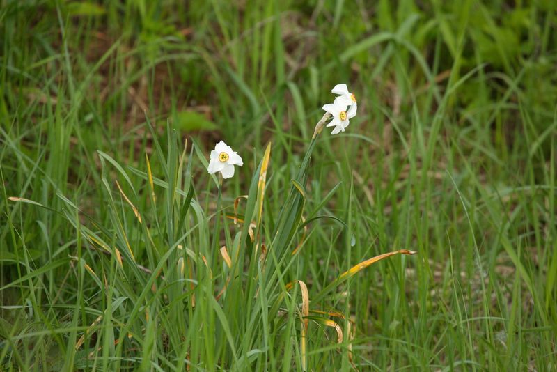 Narcissus poeticus, photographed by Вячеслав Юсупов