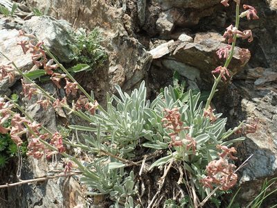 Matthiola montana, photographed by John Kenrick Gibson