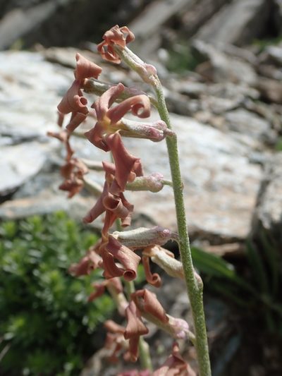 Matthiola montana, photographed by John Kenrick Gibson