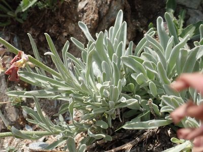 Matthiola montana, photographed by John Kenrick Gibson