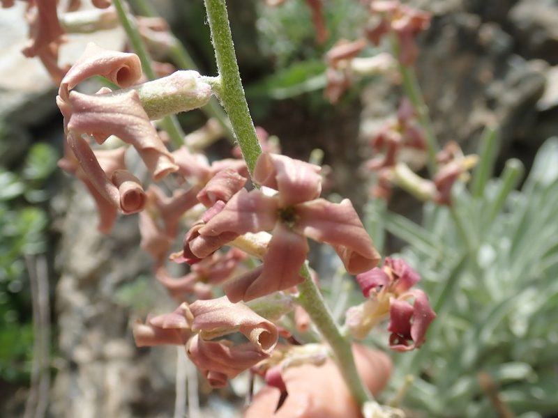 Matthiola montana, photographed by John Kenrick Gibson