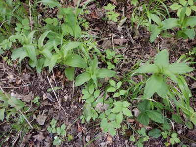 Epipactis helleborine, photographed by Karen Fry