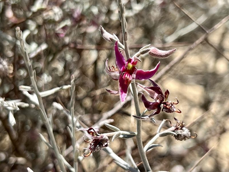 Krameria bicolor, photographed by nmoorhatch